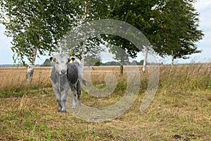 Cow looking into the camera at a pasture