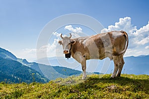 Cow looking at camera in Swiss Alps near Bachsee