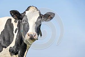 Cow looking friendly, curious, pink nose, medium shot and a blue sky