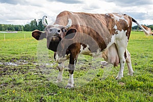 A cow looking into the lins