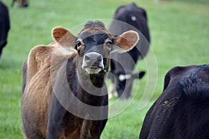 Cow looking at me