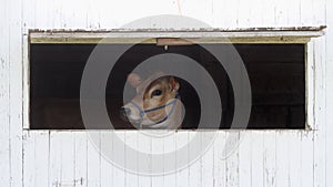 Cow Looking Out of Barn Window