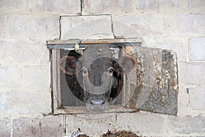 Cow looking out from window of shed on brick wall