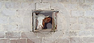 Cow looking out from window of shed. head of cow looking out from the barn