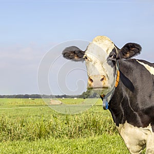 Cow looking on the right side, head in the corner, a blue sky, looking at camera, black and white