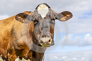 Cow looking sad red and brown, friendly gentle  portrait front view