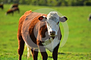 Cow looking straight into camera