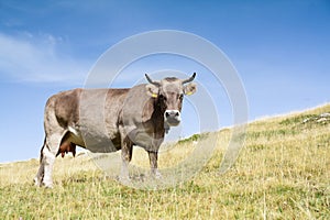 A cow looking to the camera