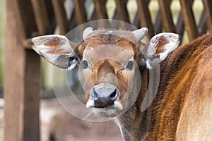 Cow while looking at you
