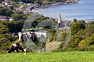 The cow looks - Glenarm