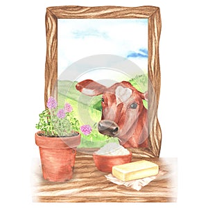 The cow looks into the window, on the windowsill are a bowl of sour cream, butter and a pot of clover. Watercolor