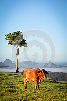 A Cow with a Lovely View