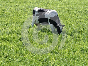 Cow in lush field