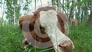 Cow lying in birch forest