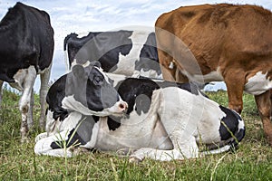 Cow lying down in the grass and a herd standing around