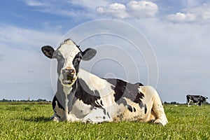 Cow lying down, happy heckling and side view, showing belly and udder in a green field in the Netherlands