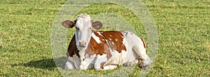 Cow lying down relaxed and happy, red and white mottled in the middle of a meadow