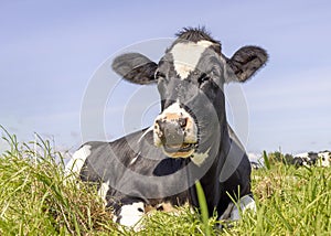 Cow lying down, showing teeth while chewing, relaxed and happy in the green grass field in Holland