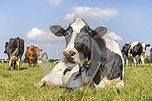 Cow lying down, showing teeth while chewing, stretched out in the pasture, relaxed and happy