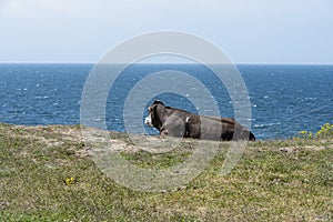 A cow lying on the edge of a hill by the sea. photo