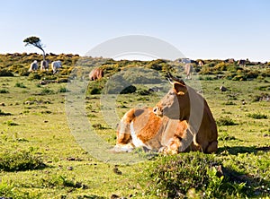 Cow lying in a field photo