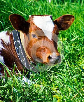 Cow lying in a field with green grass.