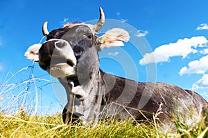 Cow lying on grass