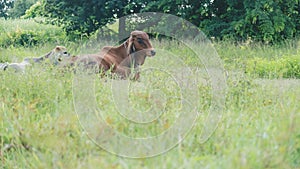 Cow lying in grass Green Fields