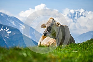 Cow lying on grass in the mountains