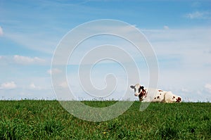 Cow lying on meadow