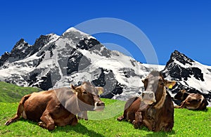 Cow lying on the meadow.In the background of the B