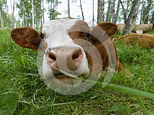 Cow lying on the meadow