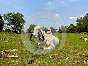 A cow lying in the middle of a field.