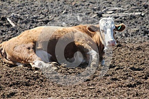 Cowin Small Holding Area Lying photo