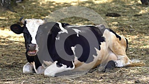 Cow lying in a pasture chewing the cud