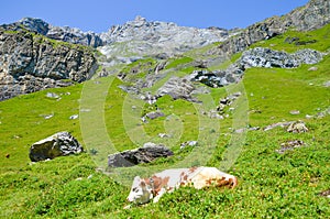 Cow lying on slopes in Alps. Summer Alpine landscape. Cows Alps. Hilly landscape with green pastures, rocks and mountains in