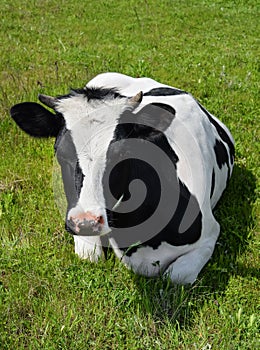 Cow lying on a spring farm pasture