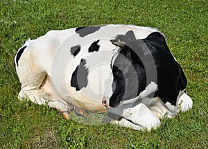 Cow lying on a spring farm pasture