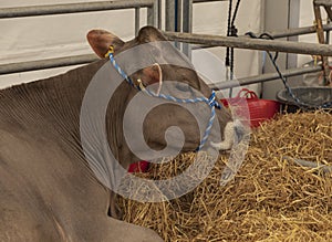 Cow lying in the straw in a cow shed