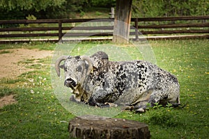 A cow lying in a zoo enclosure