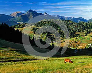 Cow at Mala Fatra mountains