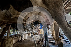 A Cow with a man is milking in a dairy farm