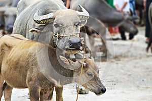 Cow in market of vietnam photo