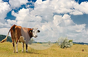 Una vaca sobre el prado 