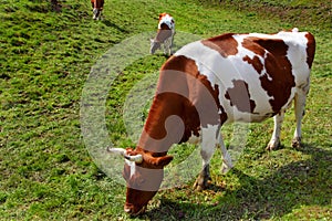 Cow on a meadow