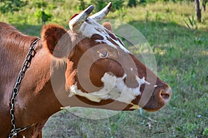 Cow in the meadow 2