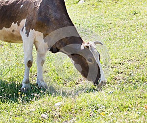 Cow on meadow eating grass