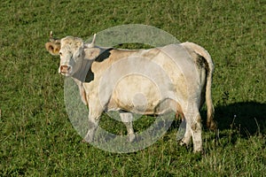 Cow on a meadow