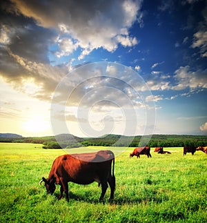 Cow on meadow