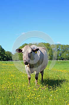 Cow in a meadow